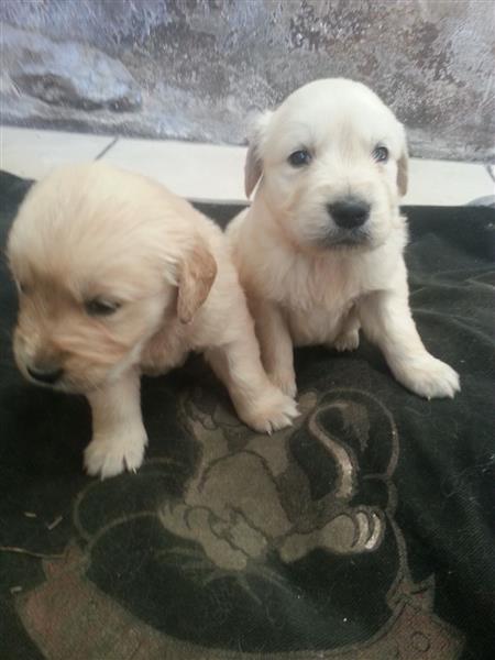KC Registered Golden Retriver Puppies