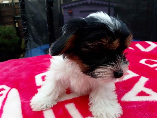 Stunning Biewer Puppies for sale