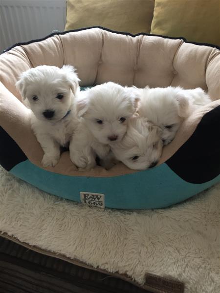 Stunning Maltese Puppies