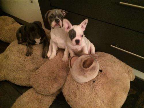 Beautiful French Bulldog Puppies