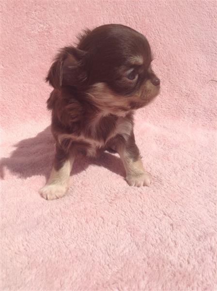 Charming teacup chihuahua puppies