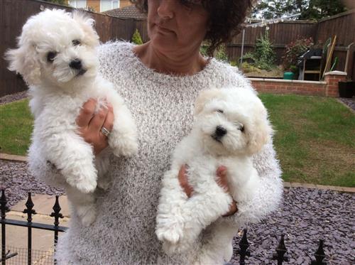 Kc Reg,bichon Frise Puppies