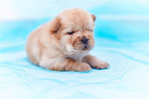 Beautiful  Chow Chow Puppies