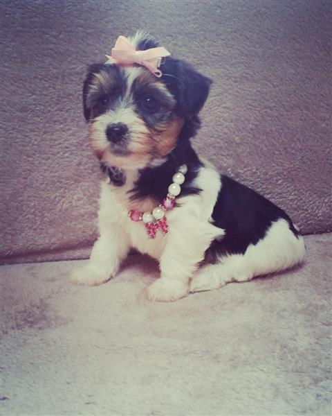 Hot sale Biewer Yorkshire Terrier