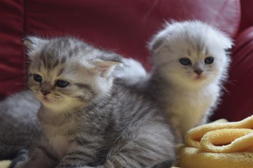 Pedigree Scottish & British shorhairKittens