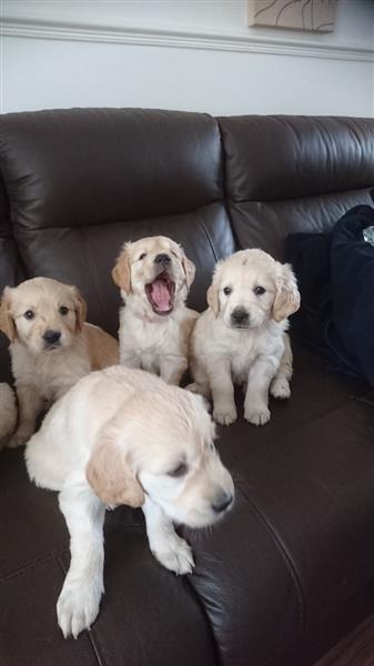 Golden Retriever Puppies