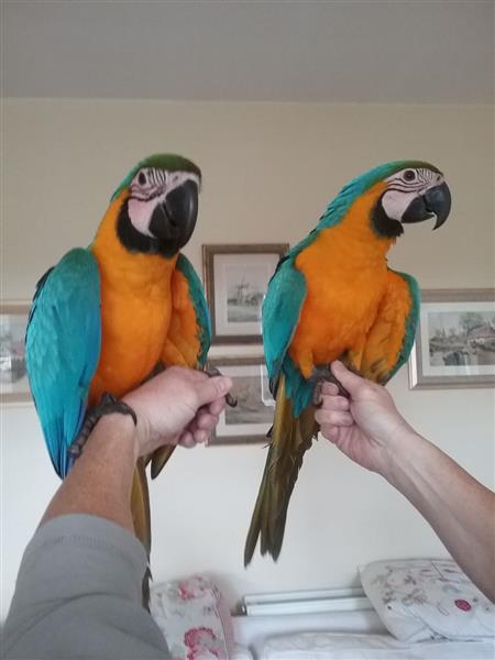 TALKATIVE BLUE AND GOLD MACAWS  COCKATOO & CONGO AFRICAN GREY