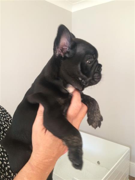 Amazing french bulldog puppie