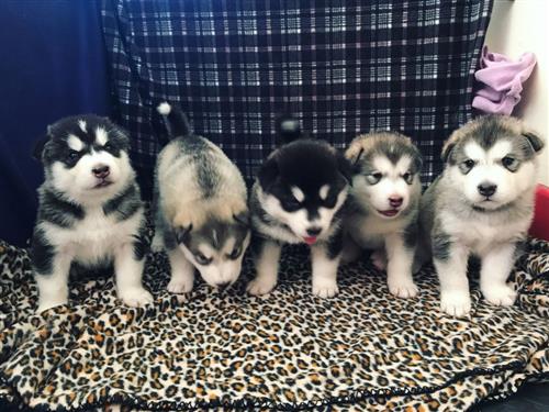 Beautiful Chunky Malamute Pupies