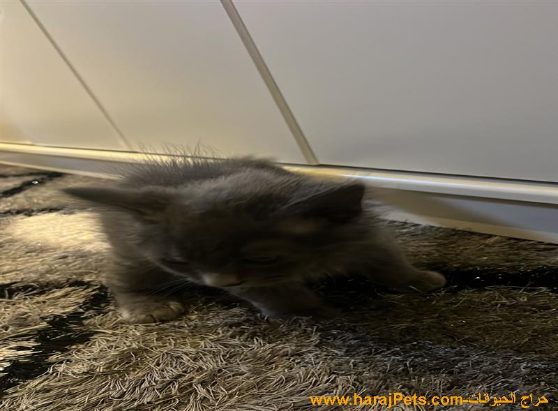 قط للبيع شيرازي العمر 3 شهور التواصل واتس 0538871778