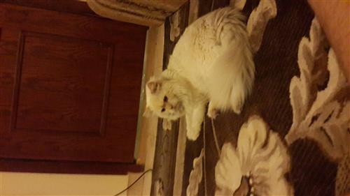 فحل هملايا اورنج