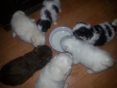 للبيع جراوى جريفون بيور 100% الوان مميزة