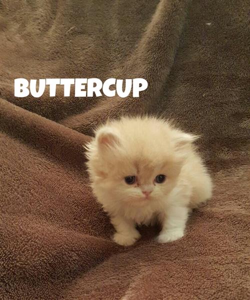 Fluffy Adorable Persian Kittens .. قطط شيرازية جميلة جداً للبيع فقط للجادين فقط