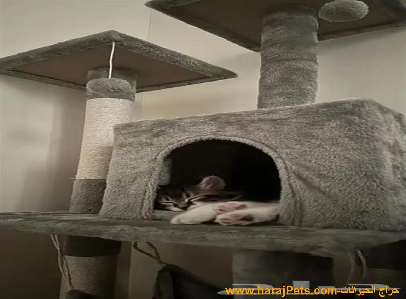 كيتن قط شيرازي