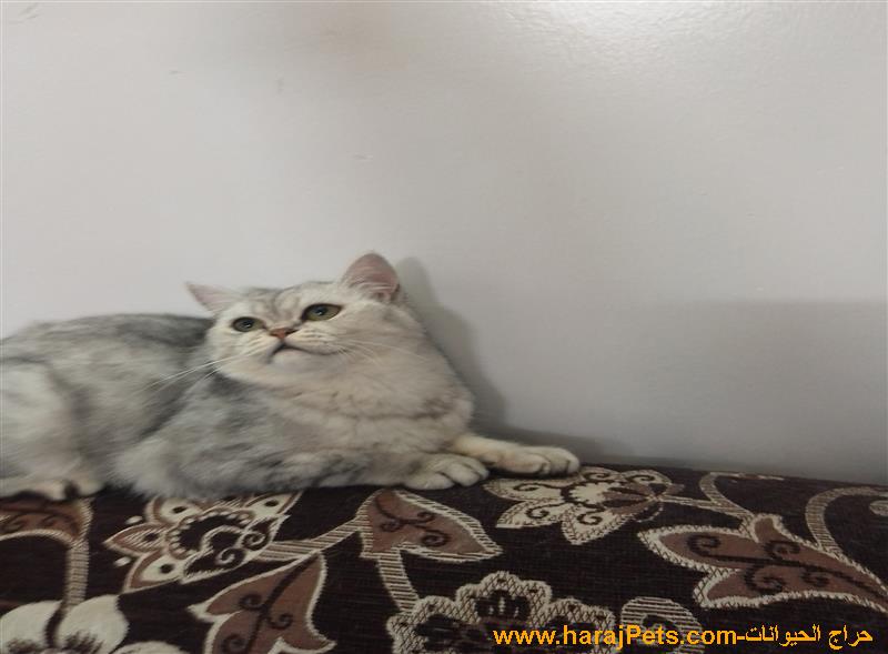 قطط سكوتش ستريت