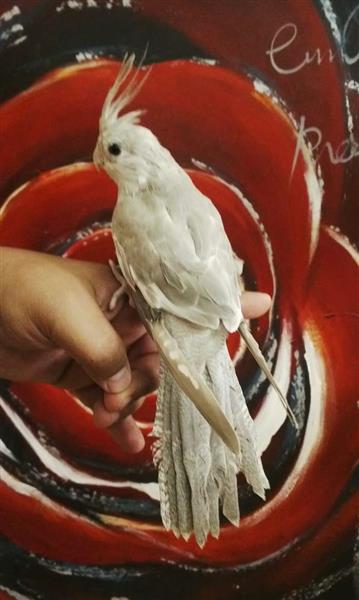 كروان أليف هولندي وايت فيس