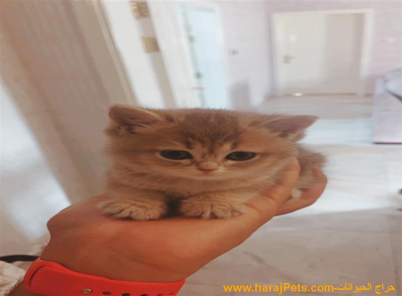 قطط سكوتش نادره