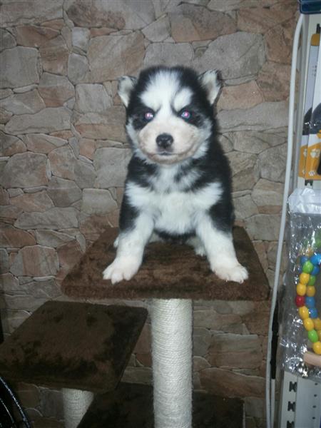 جرو هاسكي للبيع