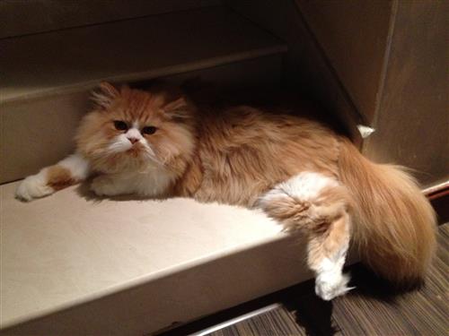 فحل هاف بيكي باندا مستورد مستوى عالي