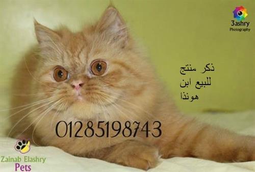 للبيع قط مشمشى نارى طالوقة