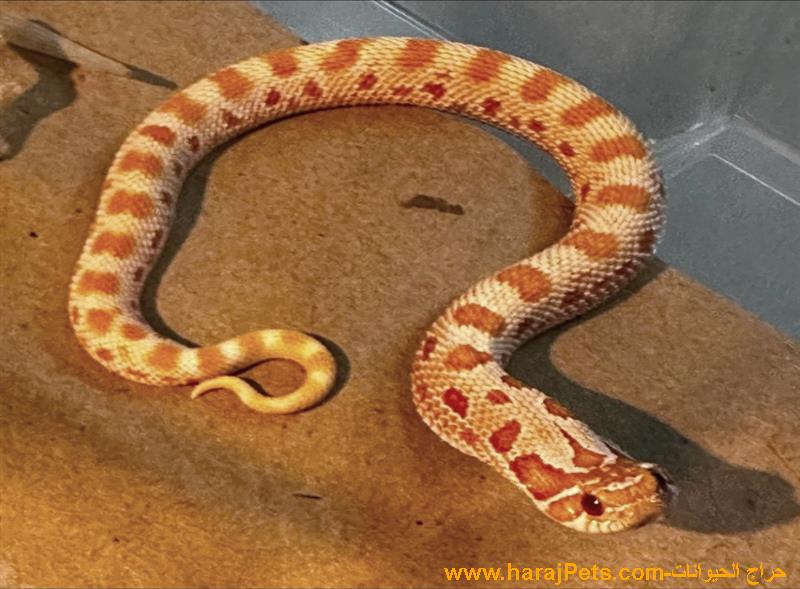 هوق نوز ألبينو