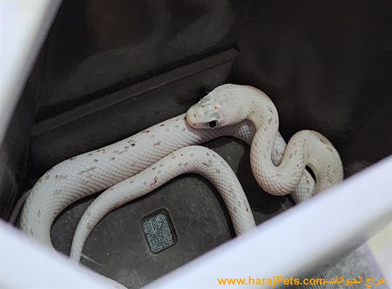 كورن سنيك بالميتو