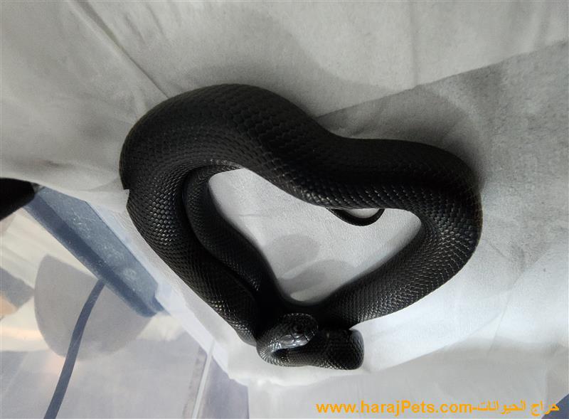 بلاك مكسيكان كينق سنيك