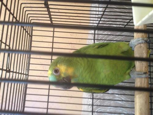 للبيع ببغاء امازوني