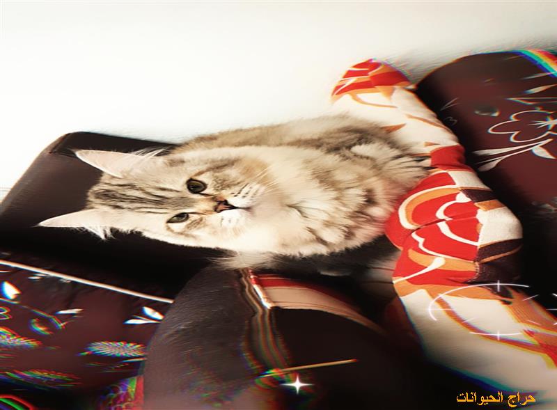 الرياض