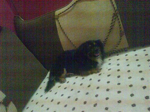 كلب هافانا للبيع