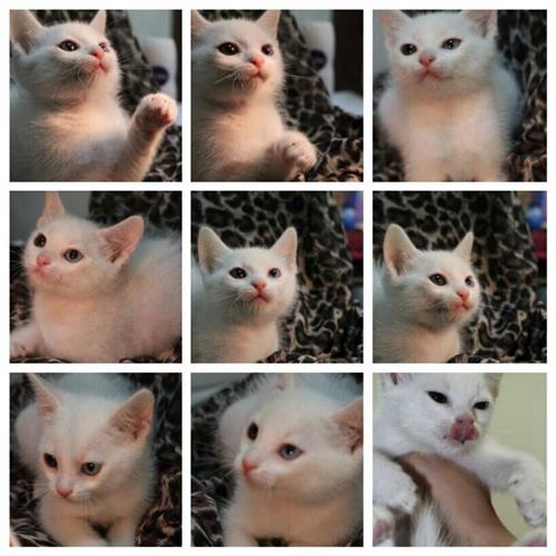 قطط للبيع ب أسعار مرضيه جدنن