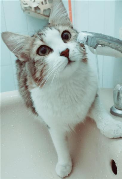 قط الفان التركي