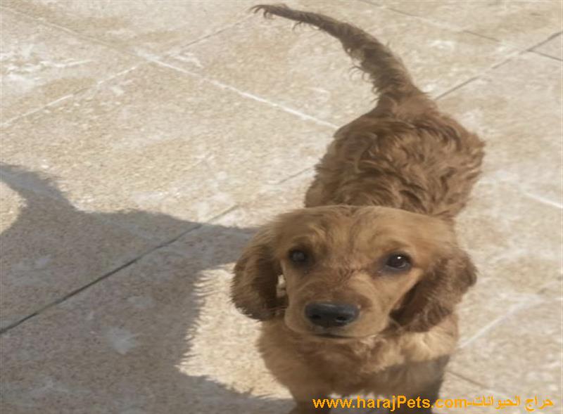 كلب نوع كوكوسبانيول للبيع