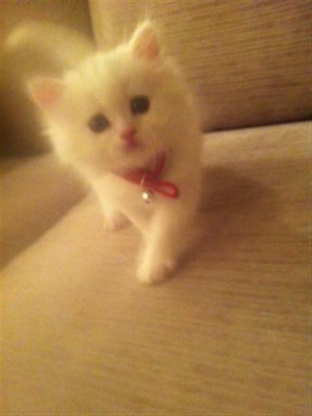 قط شيرازي(موني فيس)